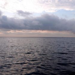 サビキのみの釣果となりました