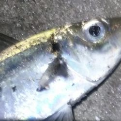 アコウ1   ガシラ41   アジ1   サバ3