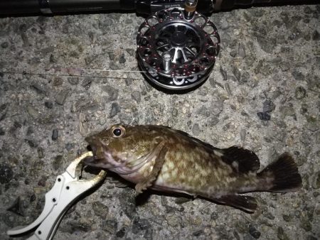 （2020/10/20 南港ヘチ釣り　 真チヌ キビレチヌ ガシラ 釣果有り）