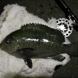 （2020/10/21 南港ヘチ釣り　 真チヌ キビレチヌ ガシラ メジナ 釣果有り）