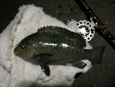 （2020/10/21 南港ヘチ釣り　 真…