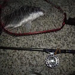 (2020/10/22 南港ヘチ釣り キビレチヌ41cm ガシラ 釣果有り)