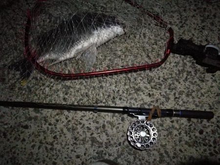 (2020/10/22 南港ヘチ釣り キビレチヌ41cm ガシラ 釣果有り)