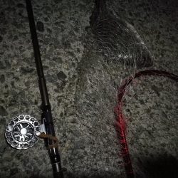 （2020/10/24 南港ヘチ釣り　 キビレチヌ ガシラ 釣果有り）