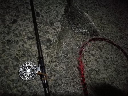 （2020/10/24 南港ヘチ釣り　 キビレチヌ ガシラ 釣果有り）