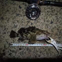 (2020/10/25 南港ヘチ釣り 真チヌ キビレチヌ ガシラ 釣果有り)