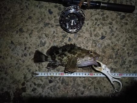 (2020/10/25 南港ヘチ釣り 真チヌ キビレチヌ ガシラ 釣果有り)