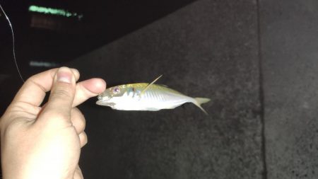 ナイト豆アジング！