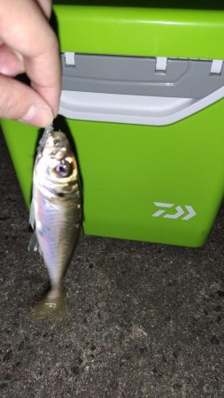 豆アジングっ！