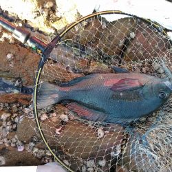 フカセ‥最高ですネ・・