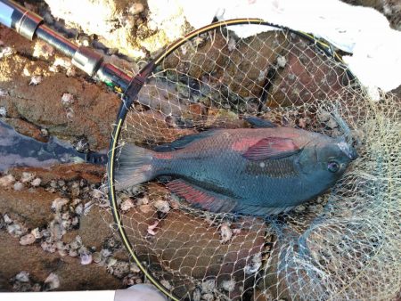 フカセ‥最高ですネ・・