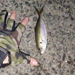 アジング活性低め、メバリングは不発。