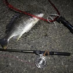 （2020/10/30 南港ヘチ釣り　 キビレチヌ45㎝ ガシラ 釣果有り）