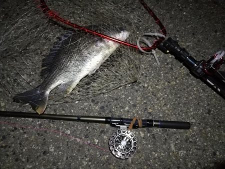 （2020/10/30 南港ヘチ釣り　 キ…