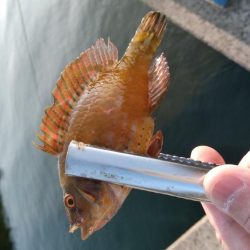 西国回りの序でに