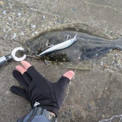 なんとヒラメをゲット！