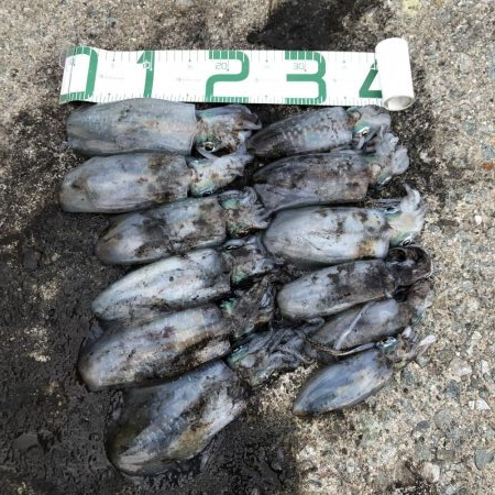 2020 佐渡ヶ島エギング 22回目