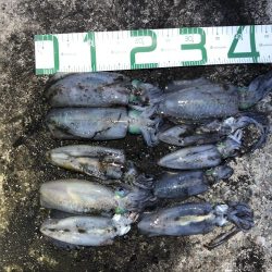 2020 佐渡ヶ島エギング 23回目