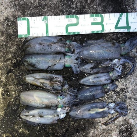 2020 佐渡ヶ島エギング 23回目