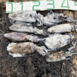 2020 佐渡ヶ島エギング 24回目