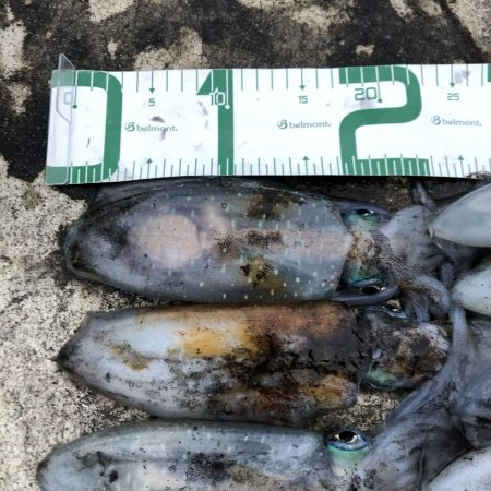 2020 佐渡ヶ島エギング 26回目