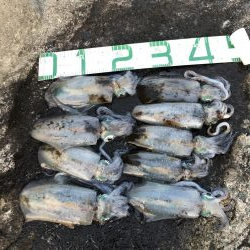 2020 佐渡ヶ島エギング 27回目