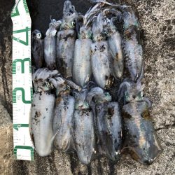 2020 佐渡ヶ島エギング 28回目