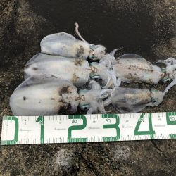 2020 佐渡ヶ島エギング 31回目