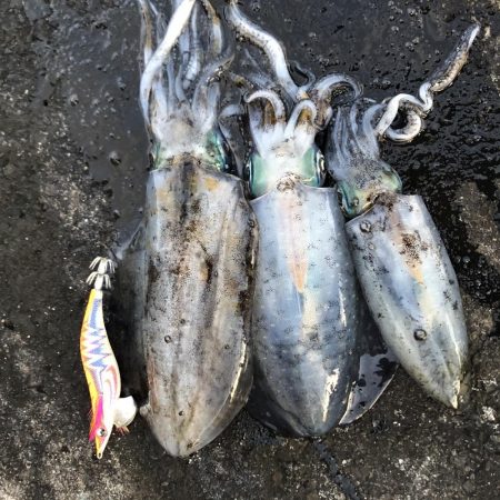 2020 佐渡ヶ島エギング 34回目