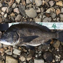 フォールアクションでチヌRIDEON!!