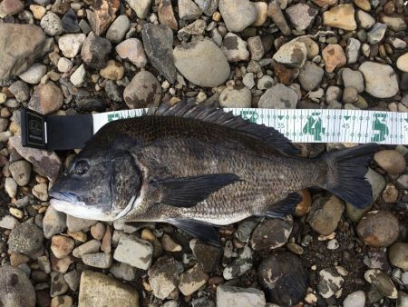 フォールアクションでチヌRIDEON!!