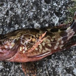 エサもなくなり、ラスト1投げで大アジ