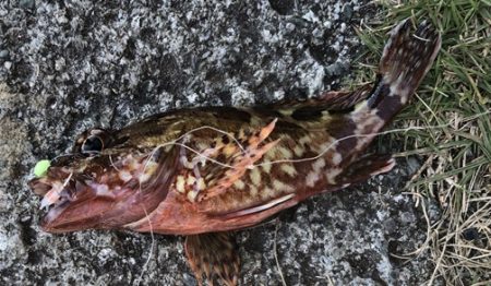 エサもなくなり、ラスト1投げで大アジ