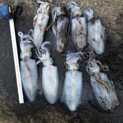 2020 佐渡ヶ島エギング 37回目