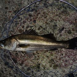 エビ撒き釣り　夕暮れにハネ