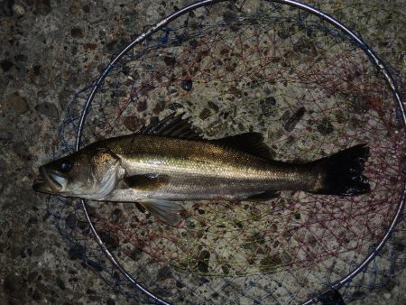 エビ撒き釣り　夕暮れにハネ