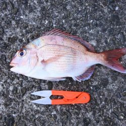 落ちギスを狙ったが不調