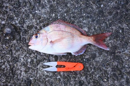 落ちギスを狙ったが不調