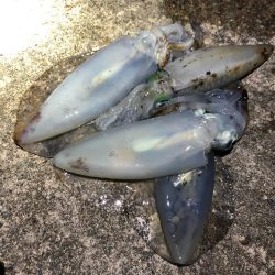 2020 佐渡ヶ島エギング 35回目