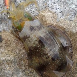 あれれ?厳しい~