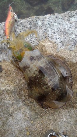 あれれ?厳しい~