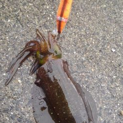 出だしは、良かったんだけど？