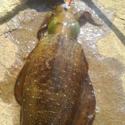 日中のエギングは❓