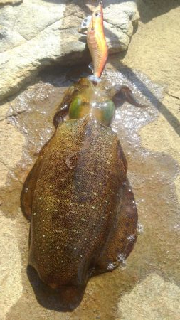 日中のエギングは❓