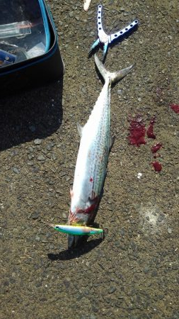 今年初一匹ゲットです！