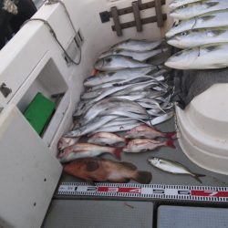 大阪湾 遊漁船SOUTH釣果