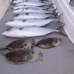 遊漁船SOUTH10/27釣果