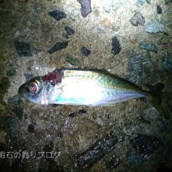 サビキと紀州釣りとイカ釣りと