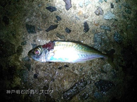 サビキと紀州釣りとイカ釣りと
