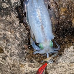 中秋の名月を見ながら